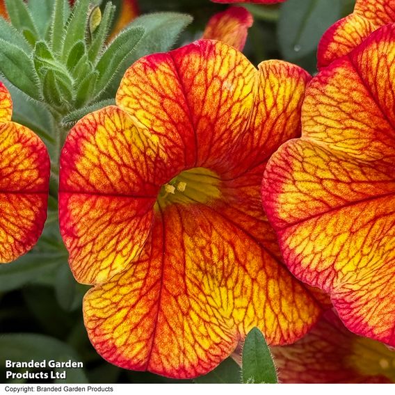 Calibrachoa 'Uno Bakari'