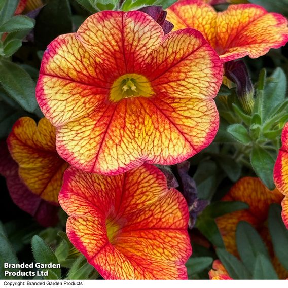 Calibrachoa 'Uno Bakari'