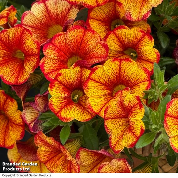 Calibrachoa 'Uno Bakari'