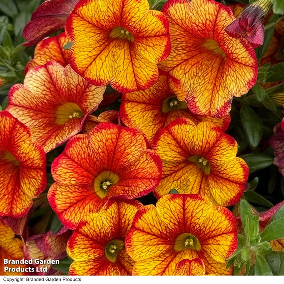 Calibrachoa 'Uno Bakari'