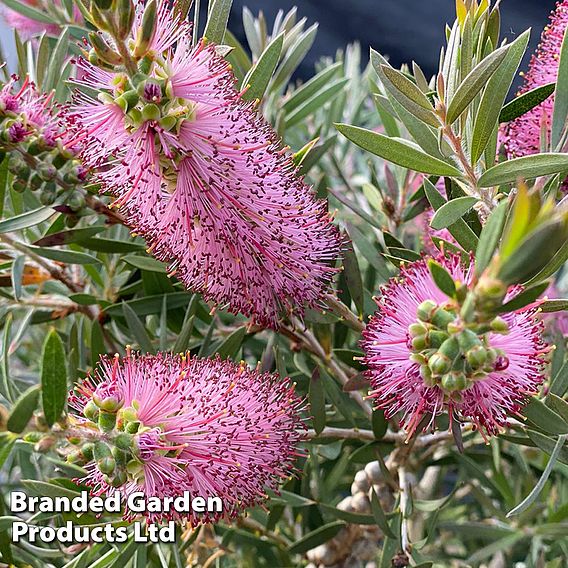 Callistemon 'Beeslebuzz Inn'