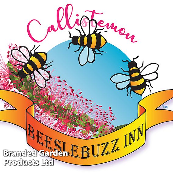 Callistemon 'Beeslebuzz Inn'