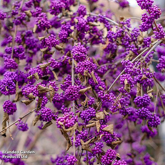 Callicarpa bodinieri 'Magical Deep Purple'