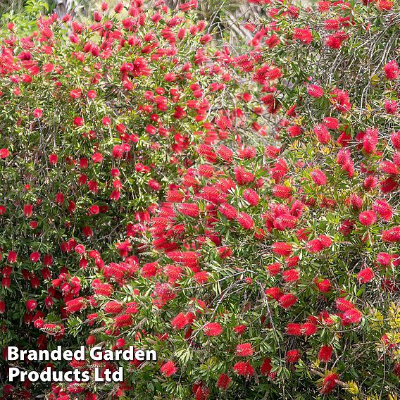 Callistemon 'Inferno'