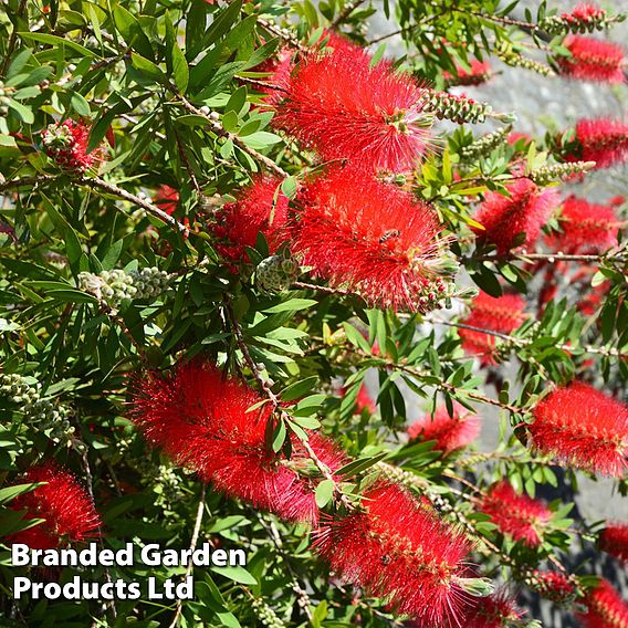 Callistemon 'Inferno'