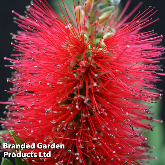 Callistemon 'Inferno'