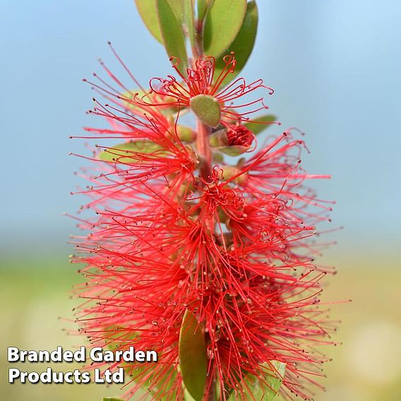 Callistemon laevis