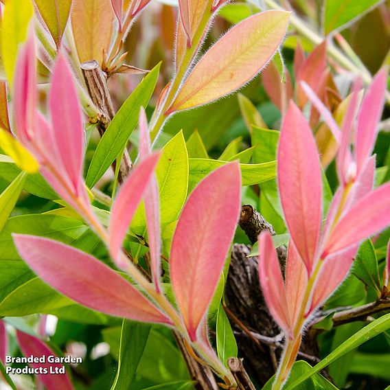 Callistemon laevis