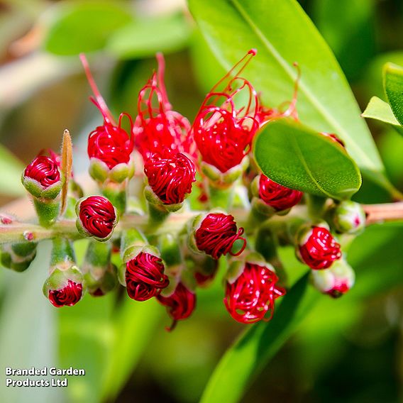 Callistemon laevis