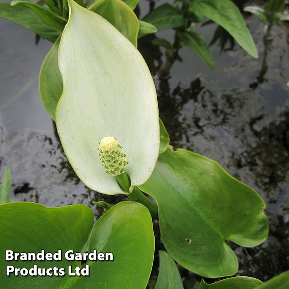 Calla palustris (Marginal Aquatic)