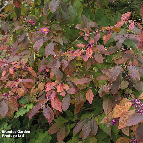 Callicarpa bodinieri var. giraldii 'Profusion'