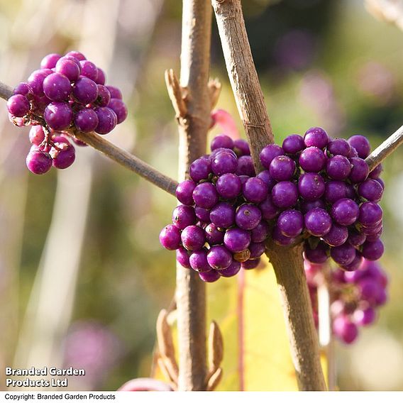 Callicarpa bodinieri var. giraldii 'Profusion'