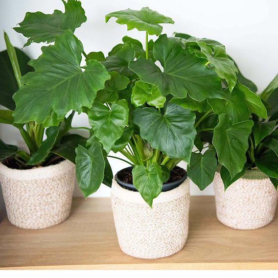 Calm Space Green Houseplant Mix in Decorative Wicker Basket