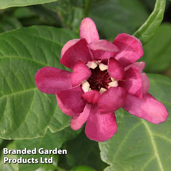 Calycanthus floridus 'Aphrodite'