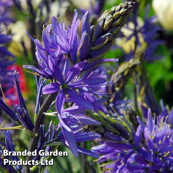 Camassia leichtlinii subsp. suksdorfii Caerulea