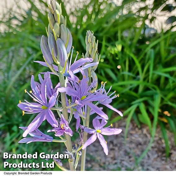 Camassia leichtlinii subsp. suksdorfii Caerulea