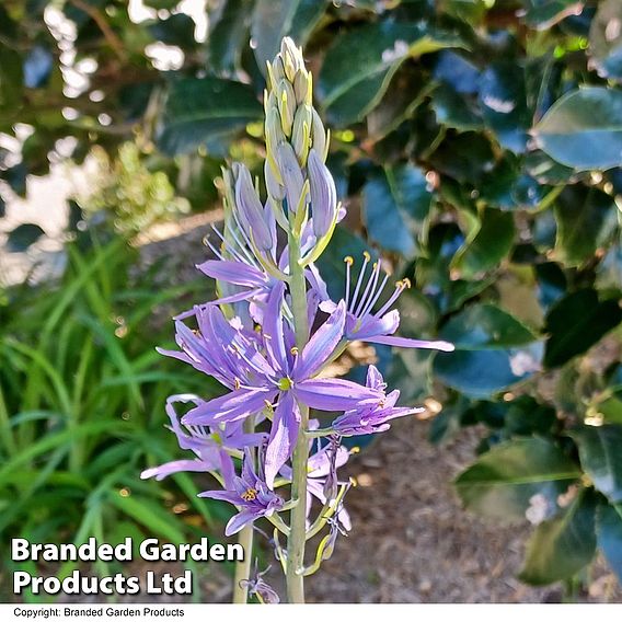 Camassia leichtlinii subsp. suksdorfii Caerulea