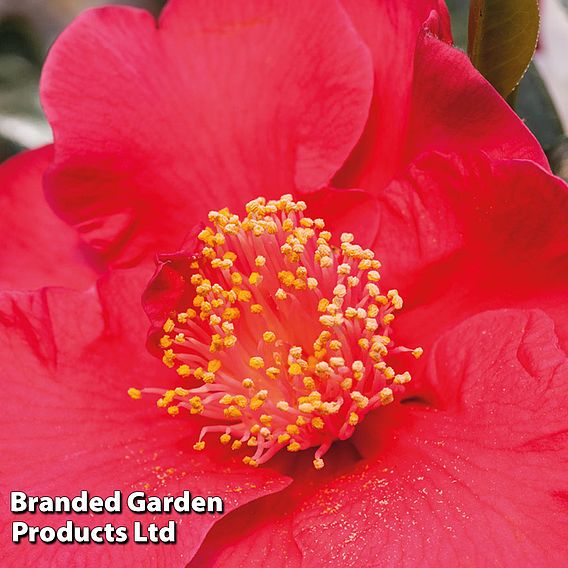 Camellia japonica 'Doctor King'