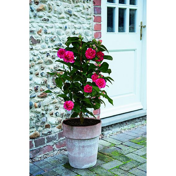 Camellia 'Blooming Wonder' - Gift