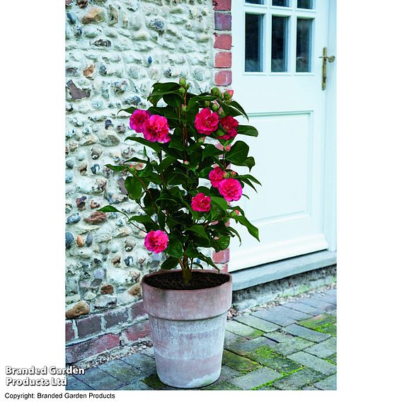 Camellia 'Blooming Wonder' - Gift