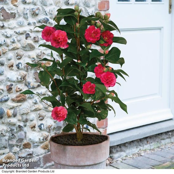 Camellia 'Blooming Wonder' - Gift