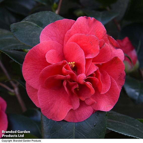 Camellia 'Blooming Wonder' - Gift