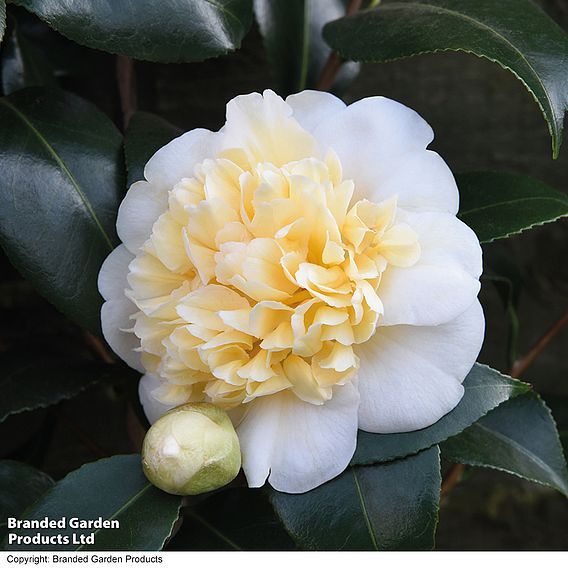 Camellia 'Blooming Wonder' - Gift