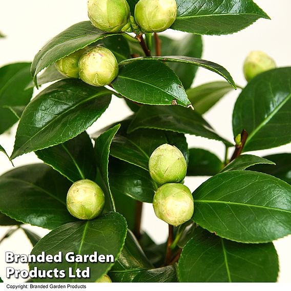 Camellia 'Blooming Wonder White'