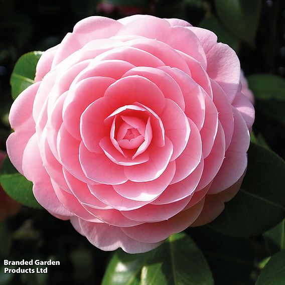 Camellia 'Blooming Wonder' - Gift