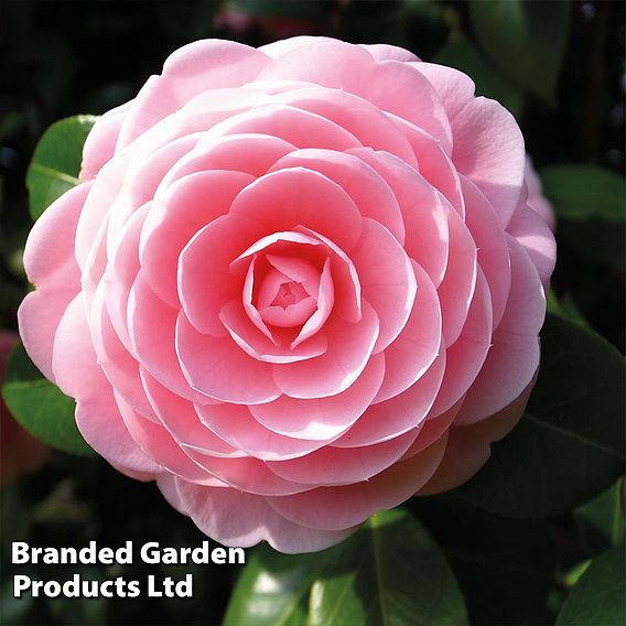 Camellia 'Blooming Wonder Pink'