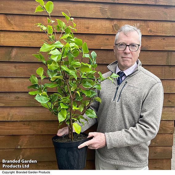 Camellia 'Blooming Wonder' - Gift