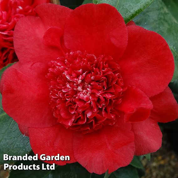 Camellia x williamsii 'Ruby Wedding'