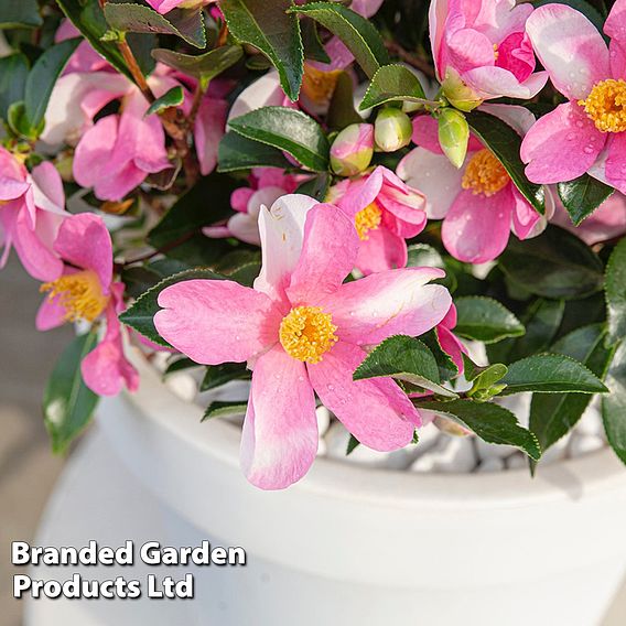 Camellia sasanqua 'Strawberry Swirl'