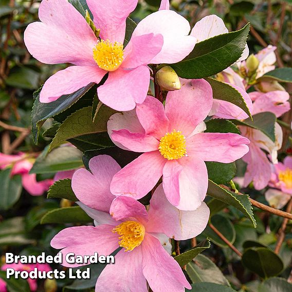 Camellia sasanqua 'Strawberry Swirl'