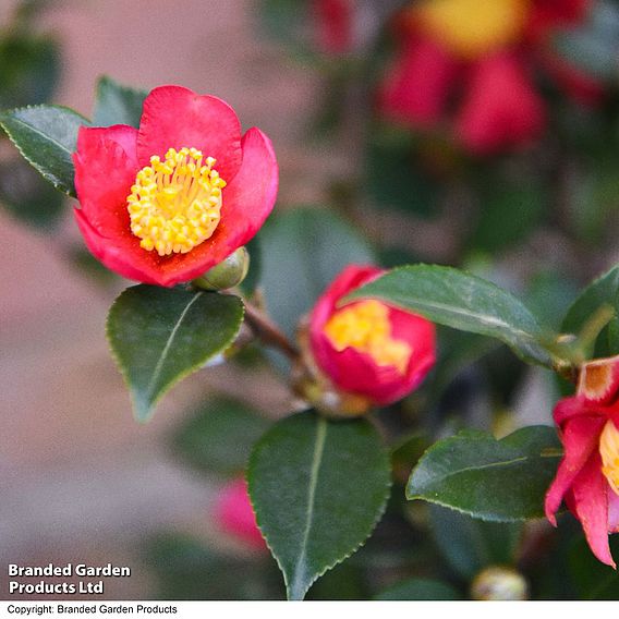 Camellia 'Yuletide'