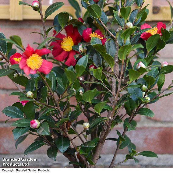 Camellia 'Yuletide'