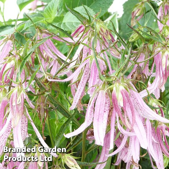 Campanula Pink Octopus