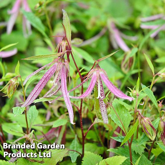 Campanula Pink Octopus