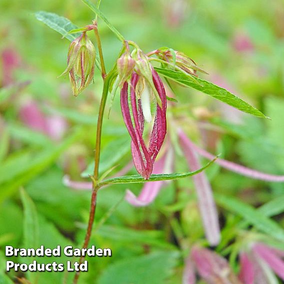 Campanula Pink Octopus