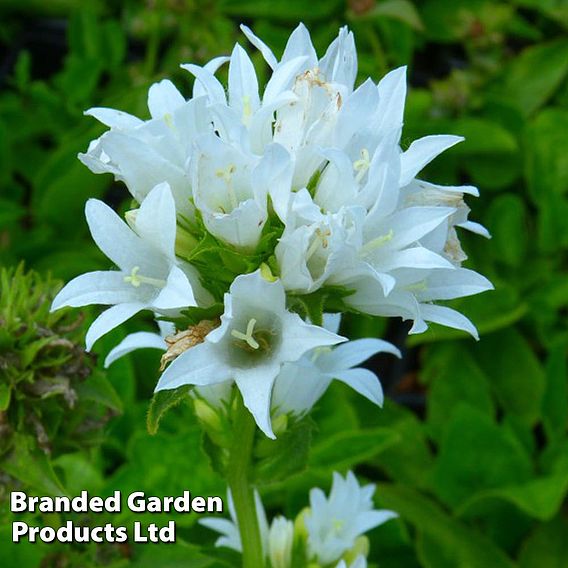 Campanula glomerata Alba