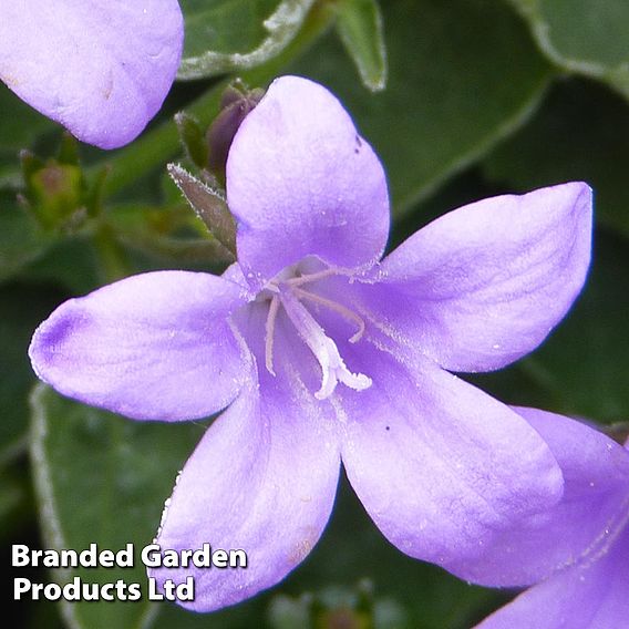 Campanula portenschlagiana 'Catharina'