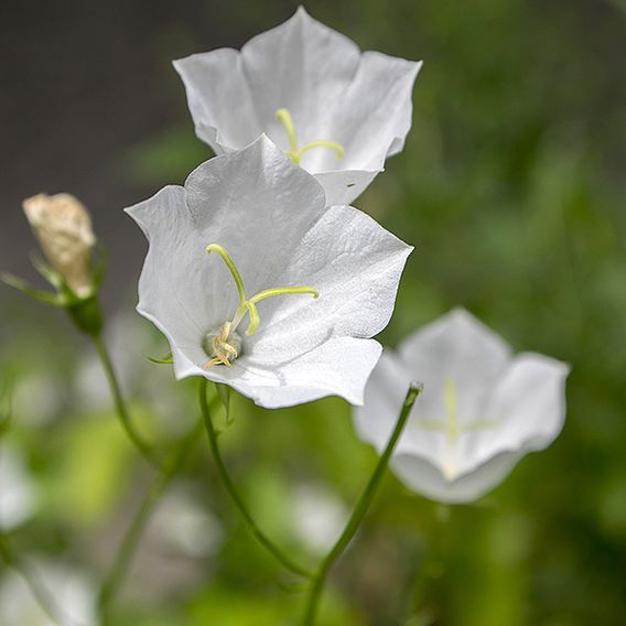 Campanula pyramidalis 'Alba'