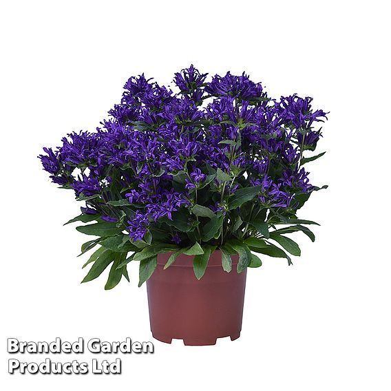 Campanula glomerata 'Blue Crown'