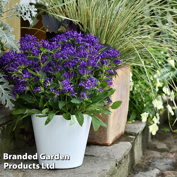 Campanula glomerata 'Blue Crown'