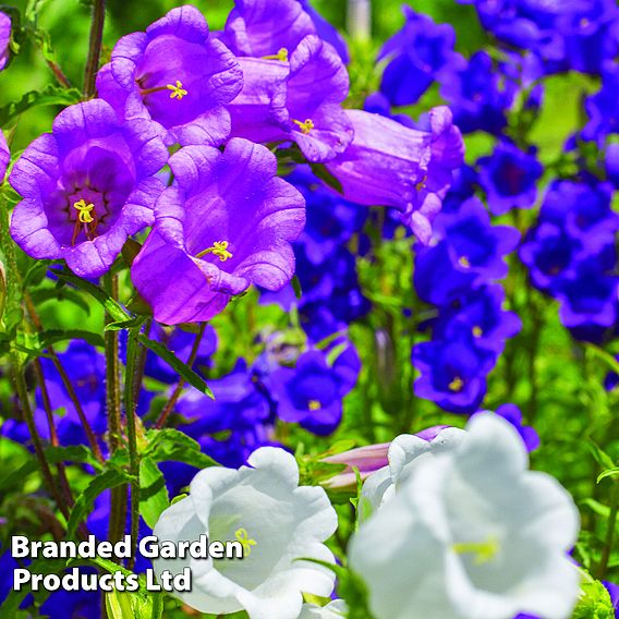 Campanula 'Canterbury Bells'