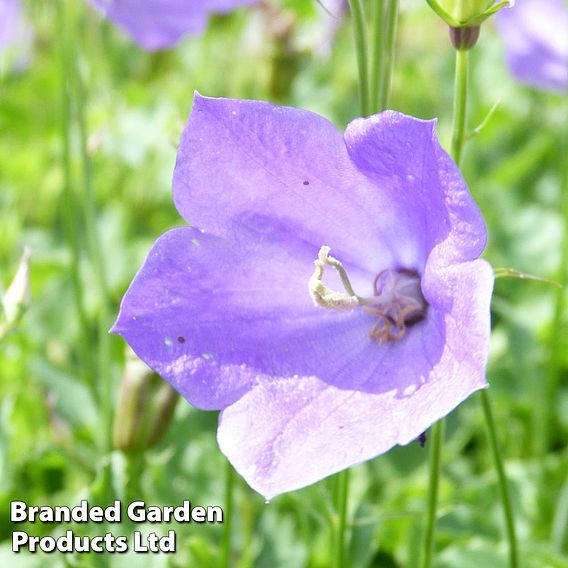 Campanula carpatica 'Blue'