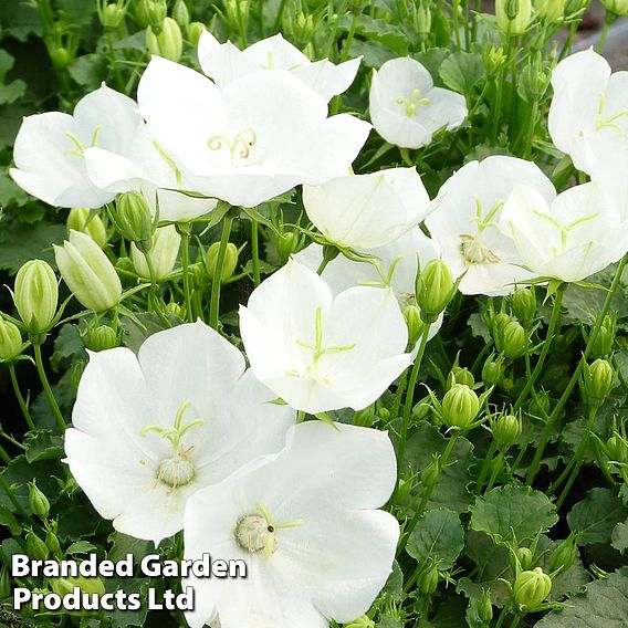 Campanula carpatica 'Pearl White'