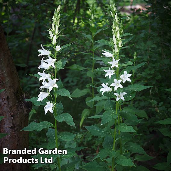 Campanula pyramidalis 'Alba'