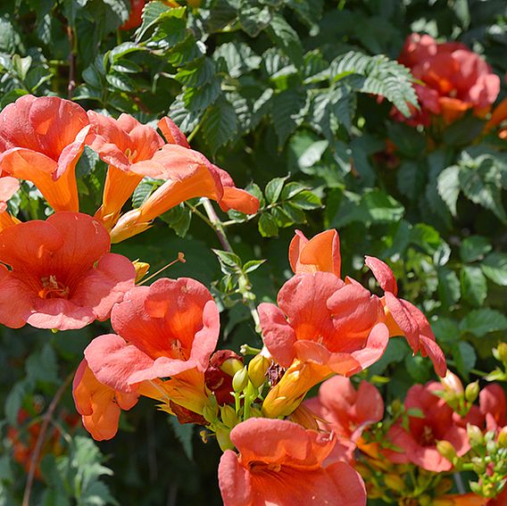 Campsis radicans