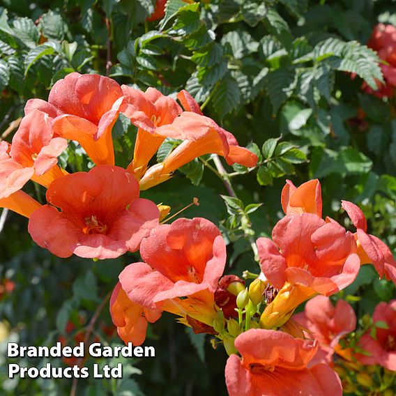 Campsis radicans